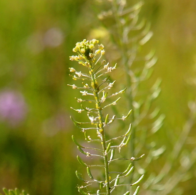 [Emanating from one thick stem are multiple branches in a circular fashion. A thin green pod of sorts appears on the lower branches. The topmost section of the plant is a grouping of tiny yellow flowers.]